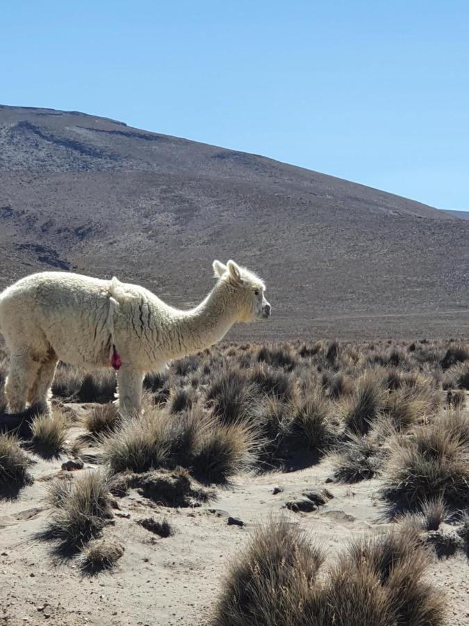 The First Real Bed & Breakfast Hiking Hotel 'The Office' In Arequipa, Peru Экстерьер фото